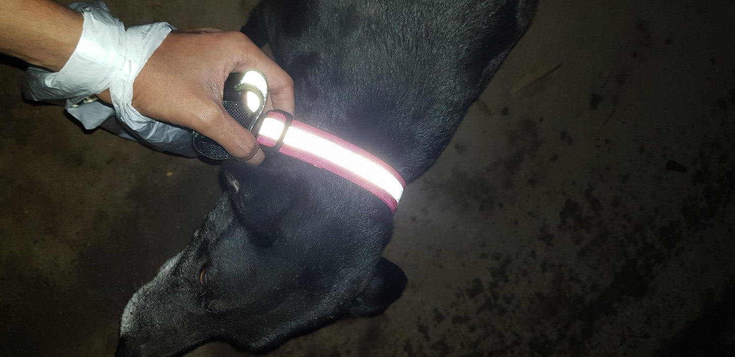 Premium Reflective Collar For Street & Community Dogs - PACK of 5 Multicolor, Heavy Nylon, Push Lock Buckle & Affordable Price
